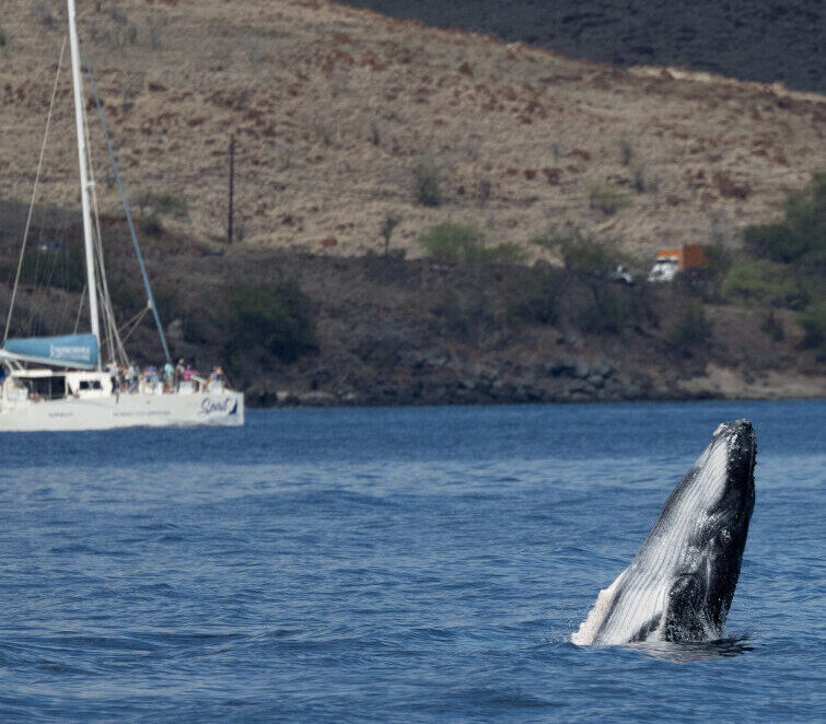 Boat on the waters off Maui coast Whale Watch