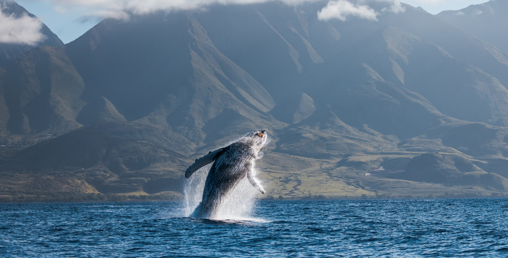 whale watch breaching off Maui coast